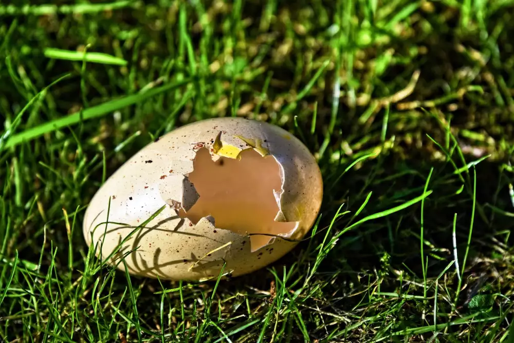 Vaječné Skořápky K Rajčatům A Paprikám