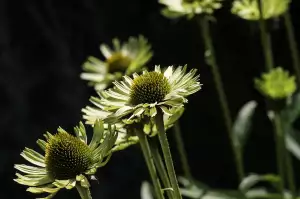 Echinacea Stříhání